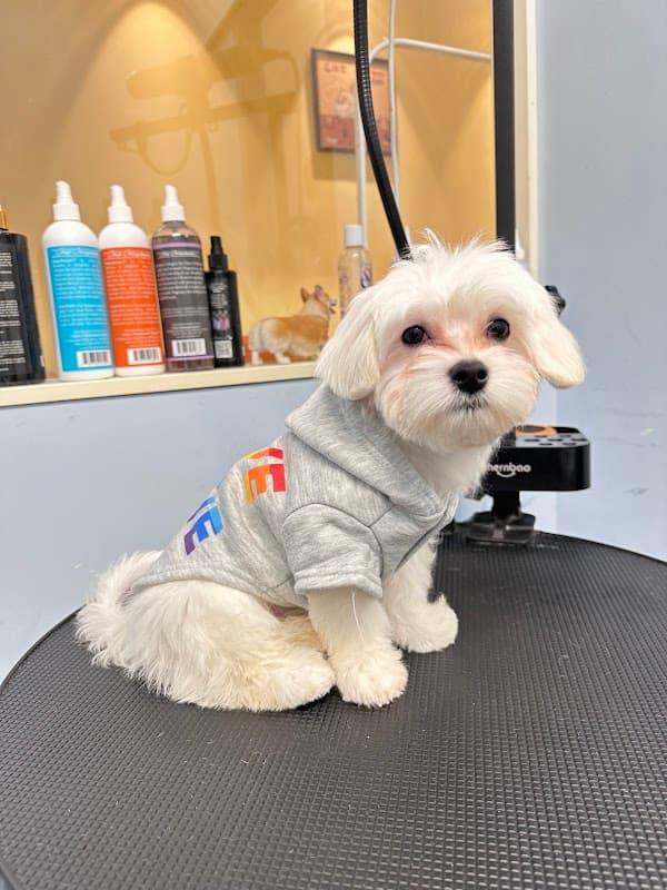 J home for pets - Pet Shops in sheffield