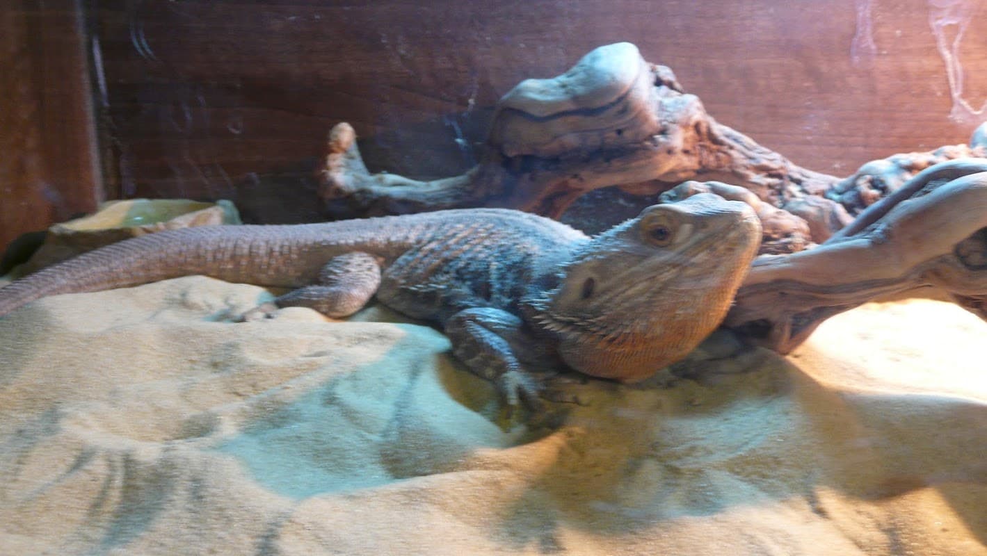 Bearded dragon resting on sandy substrate with driftwood in a terrarium at The Lizard Lounge pet shop.