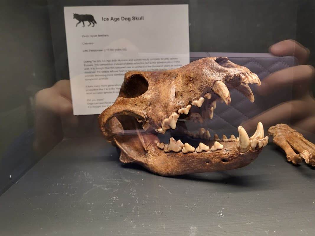 Yorkshire Natural History Museum - Museum in sheffield