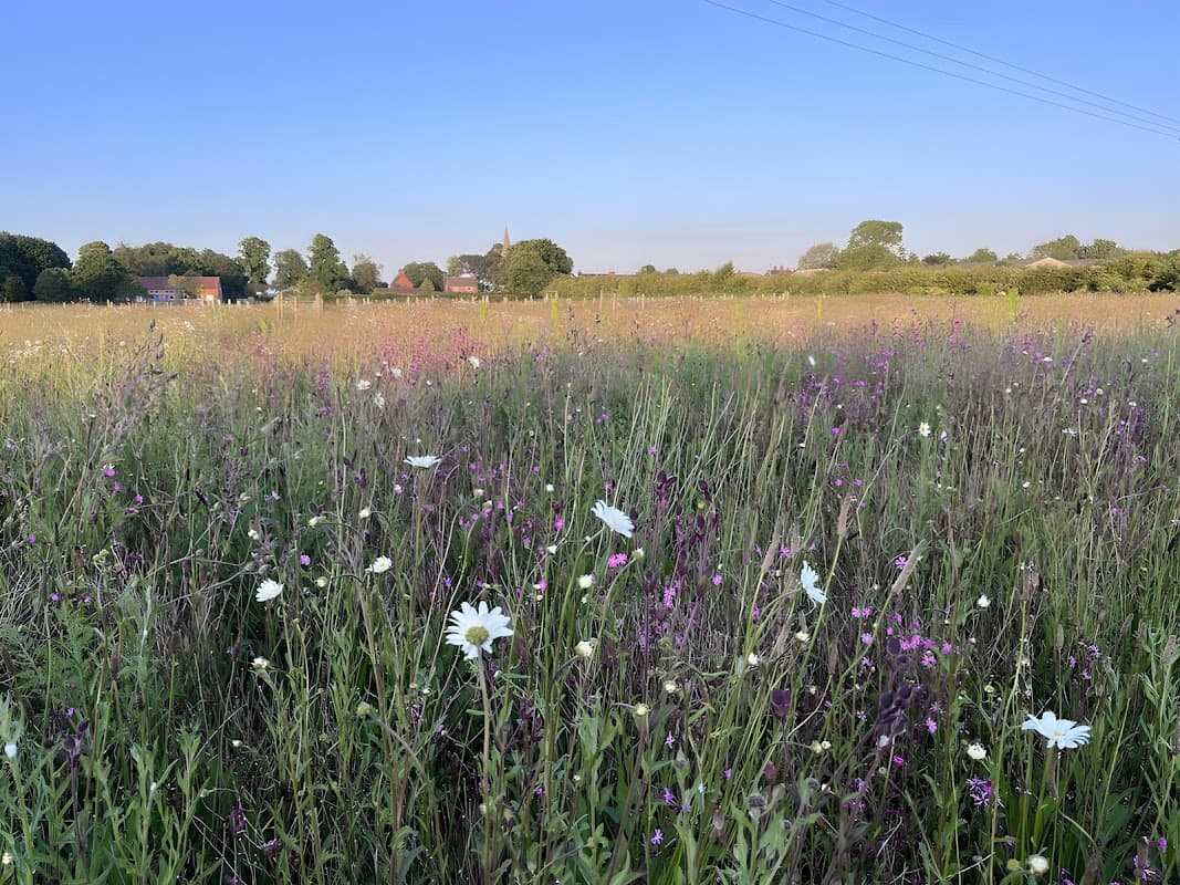 Wildflower meadow with daisies and purple blooms under a clear blue sky, with distant trees and buildings.