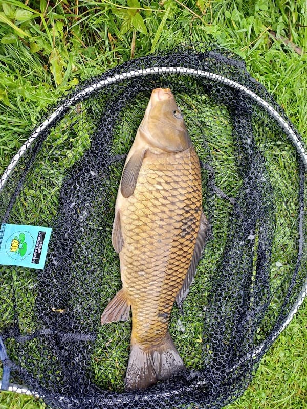 Large fish resting on a black net, surrounded by green grass in a natural setting.