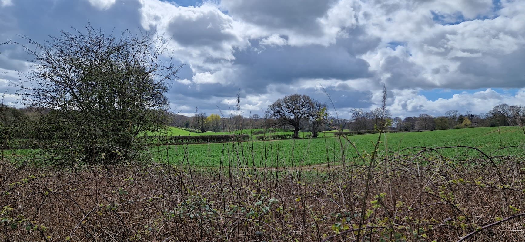 Lush green fields under a cloudy sky, with trees dotting the landscape and shrubs in the foreground.
