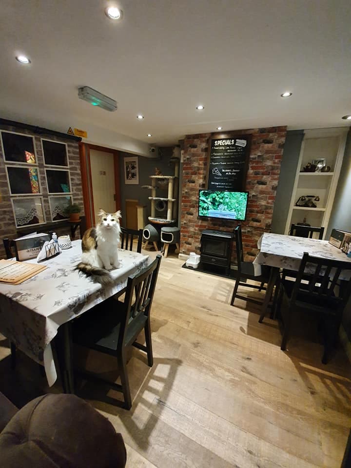 Steampuss Cat Lounge - Attraction in scarborough