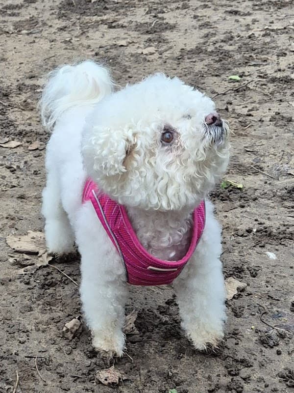 Clevedale Veterinary Practice, Stokesley - Vets in stokesley