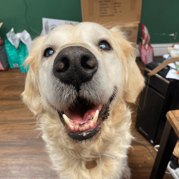 The Pet Quarter - Pet Shops in stokesley