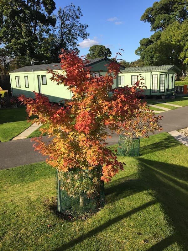 Colorful autumn tree in the foreground with holiday cabins and a clear blue sky in the background at River Laver Holiday Park.