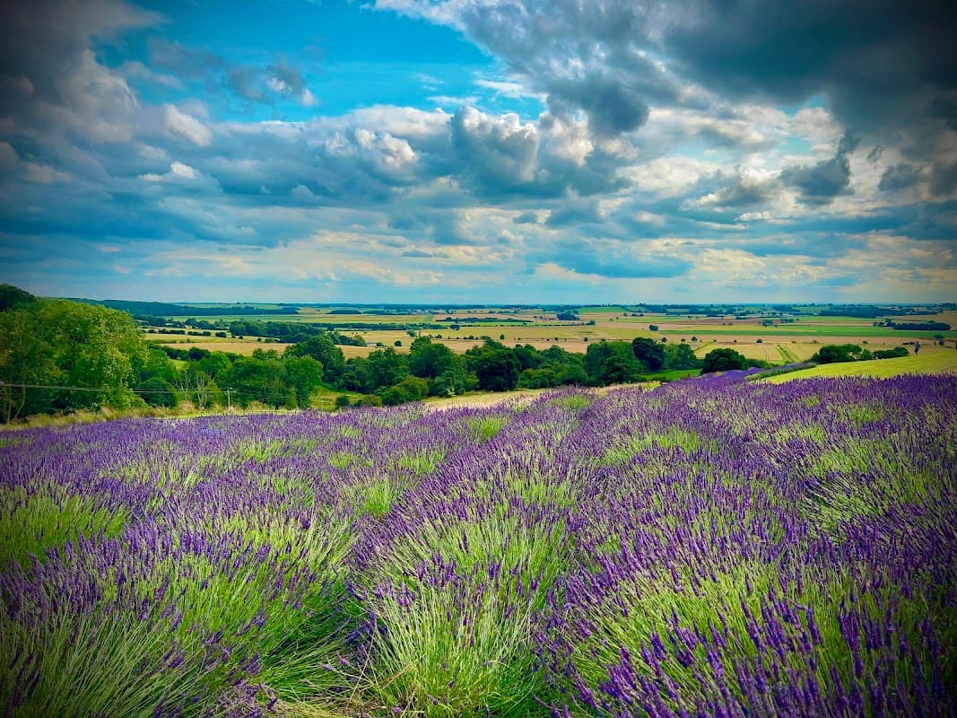 Vibrant lavender fields stretch across rolling hills under a dramatic sky with scattered clouds.