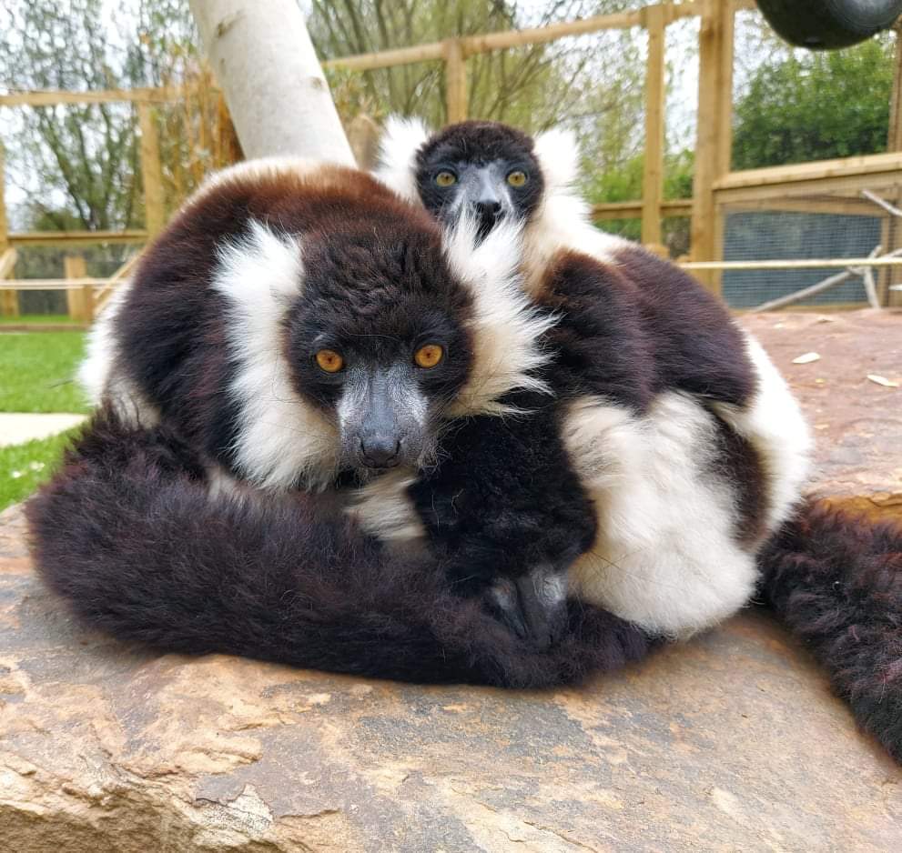 Event image for The Ponderosa