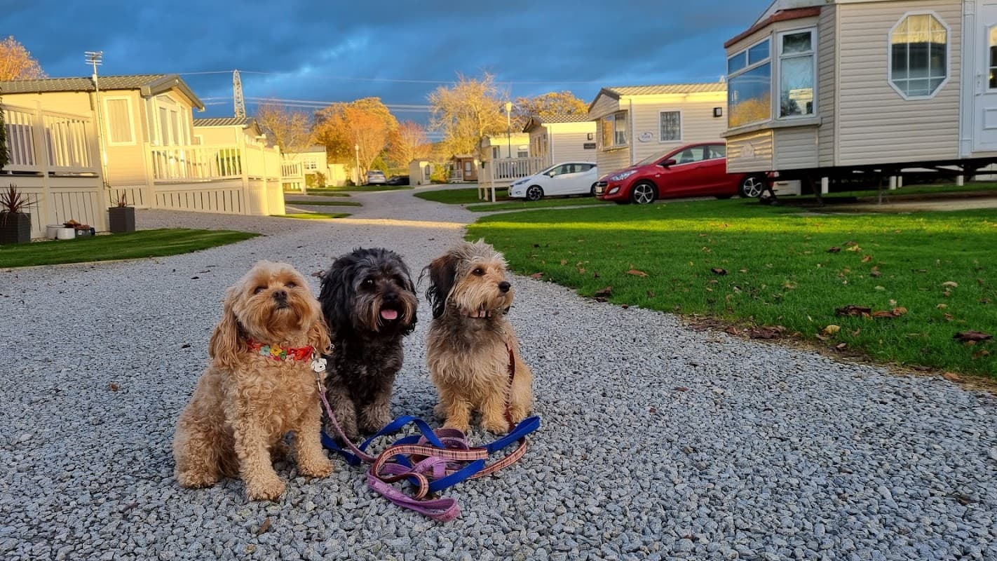 Three dogs sit on a gravel path in a holiday park, with caravans and autumn trees in the background under a cloudy sky.