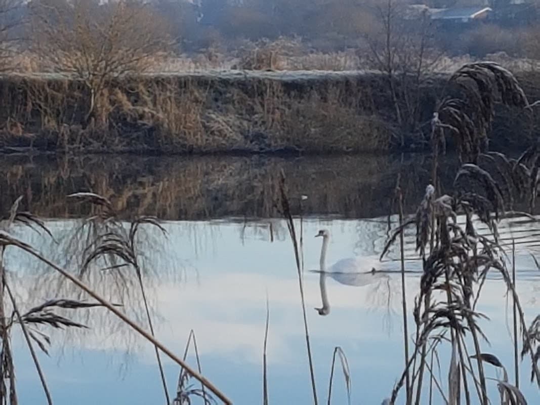 Bassleton Wood & The Holmes - Park in thornaby