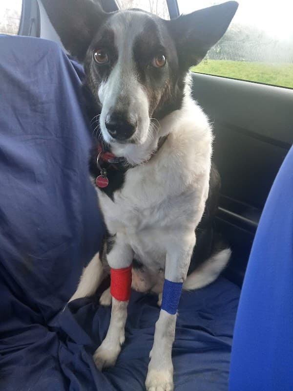 Jacqui Paterson’s Veterinary Surgeon - Vets in thornaby