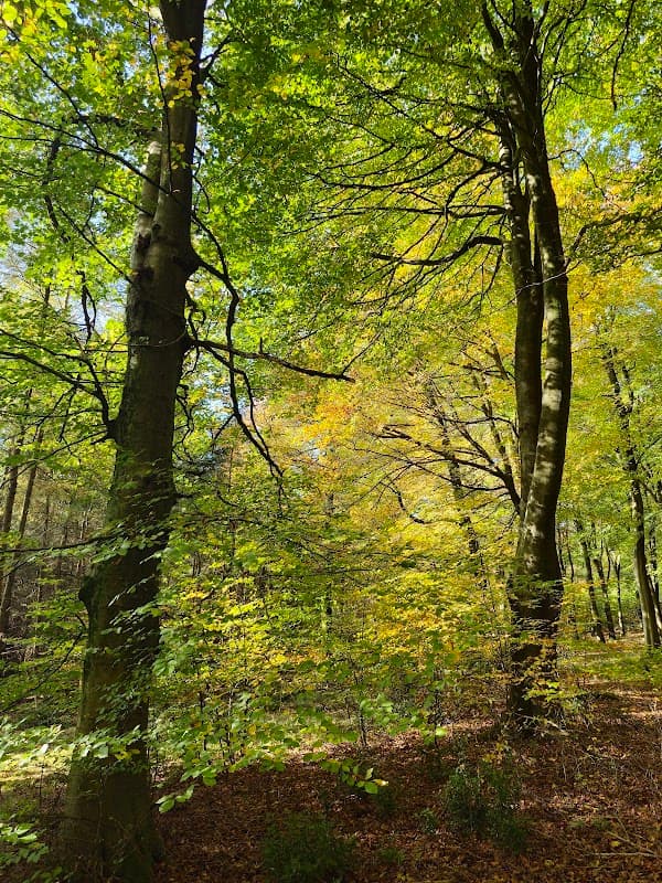 Sunlit trees with vibrant green and yellow leaves in Timble Woods, Yorkshire, creating a serene woodland atmosphere.