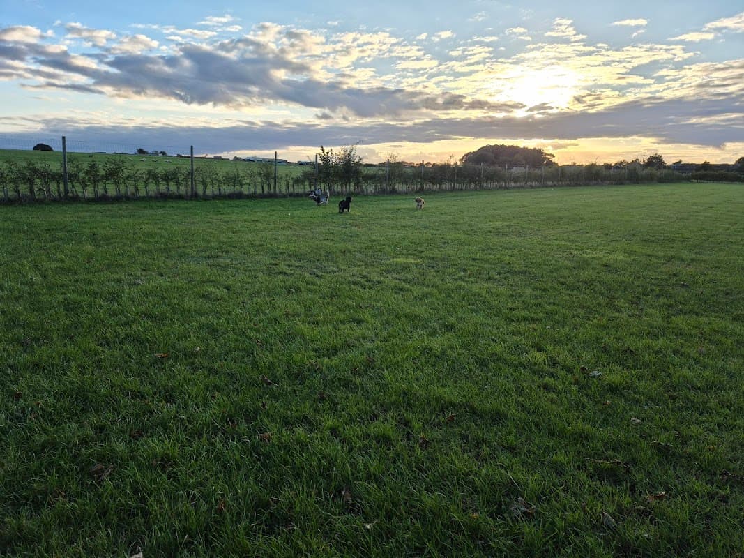 Expansive green field at sunset with dogs playing, surrounded by a fence and distant trees under a colorful sky.