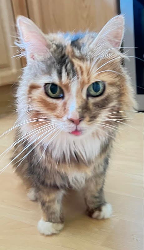 Calder Vets in Wakefield - Vets in wakefield