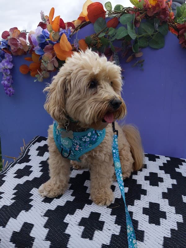 Pets at Home Wakefield - Pet Shops in wakefield