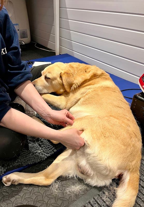 A veterinarian performs physiotherapy on a relaxed yellow Labrador retriever in a treatment room.