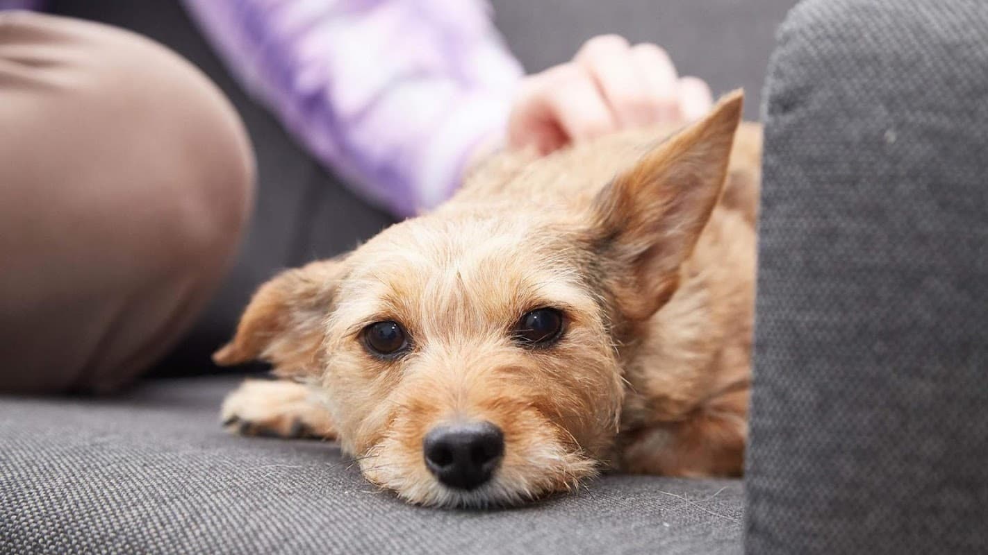 A small, relaxed dog rests on a gray couch while a person gently pets it.