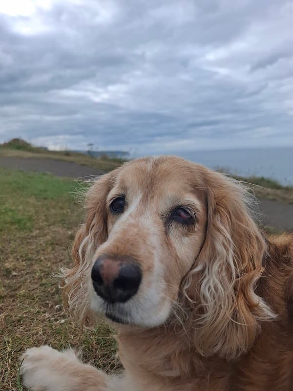 Clevedale Veterinary Practice, Whitby - Vets in whitby