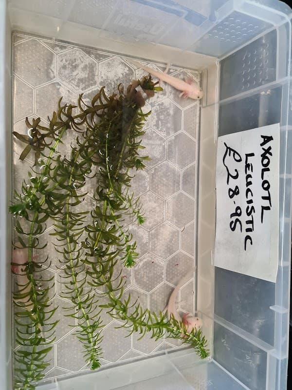 Aqua Inn Ltd - Pet Shops in wombwell