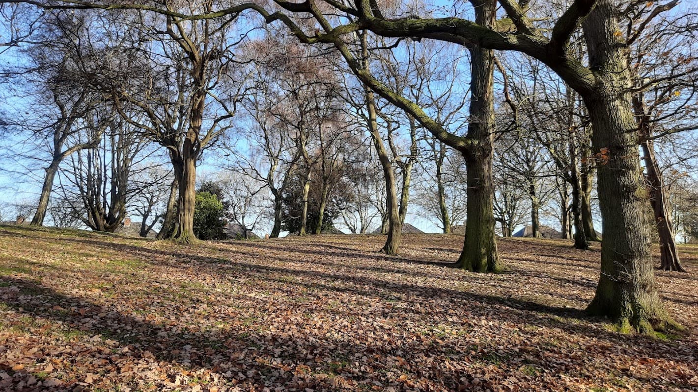 Leaf-covered ground with tall trees and a clear blue sky in Wombwell Park, Yorkshire.