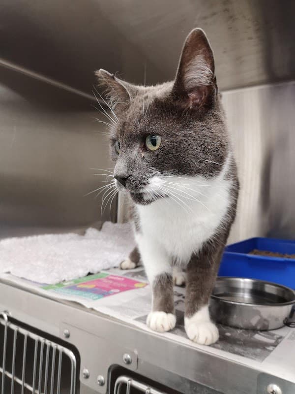 Gray and white cat perched on a cage, looking curiously with green eyes, inside a veterinary practice.
