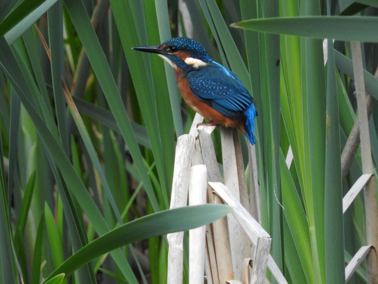 Wigeon Secluded Rustic cabin, York, Yorkshire