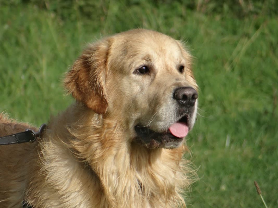 Golden Retriever with a happy expression, standing in a grassy area.
