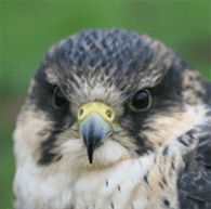 York Bird of Prey Centre - Attraction in easingwold