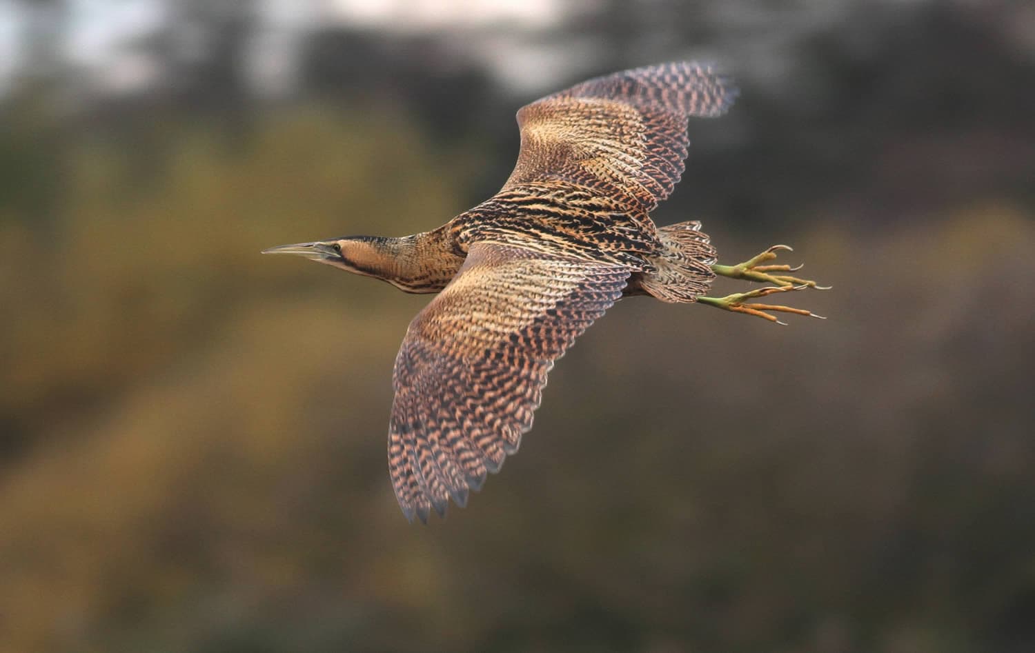 YWT Flamborough Cliffs Nature Reserve - Attraction in sewerby