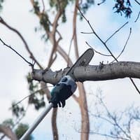 Makita telescopic pole saw with blue and black motor housing, cutting tree branch, silver blade extended.