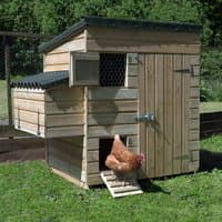 Wooden hen house with sloped roof, side nesting box, mesh window, and ramp on grassy area.