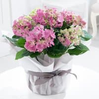 Gift wrapped pink hydrangea plant with lush green leaves in silver wrapping and gray ribbon.