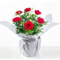 Gift Wrapped Red Rose Plant with vibrant blooms in silver wrapping and lush green leaves.