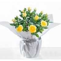 Gift wrapped yellow rose plant with vibrant blooms, lush green leaves, and silver wrapping paper.